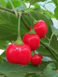 Aji Cochabamba Chili Vegetable Seeds for Planting - 100 pcs